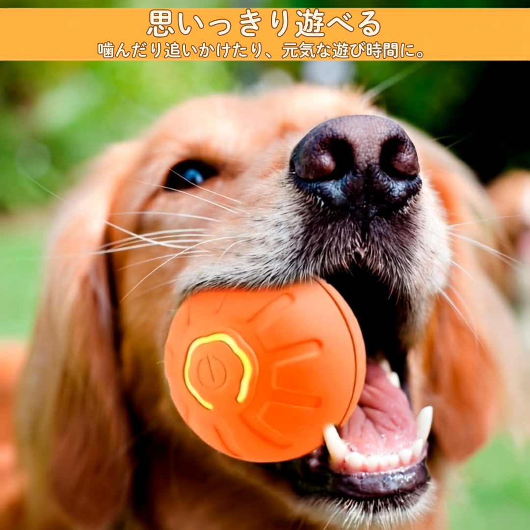 くるコロボール｜わんにゃん夢中の自動おもちゃ